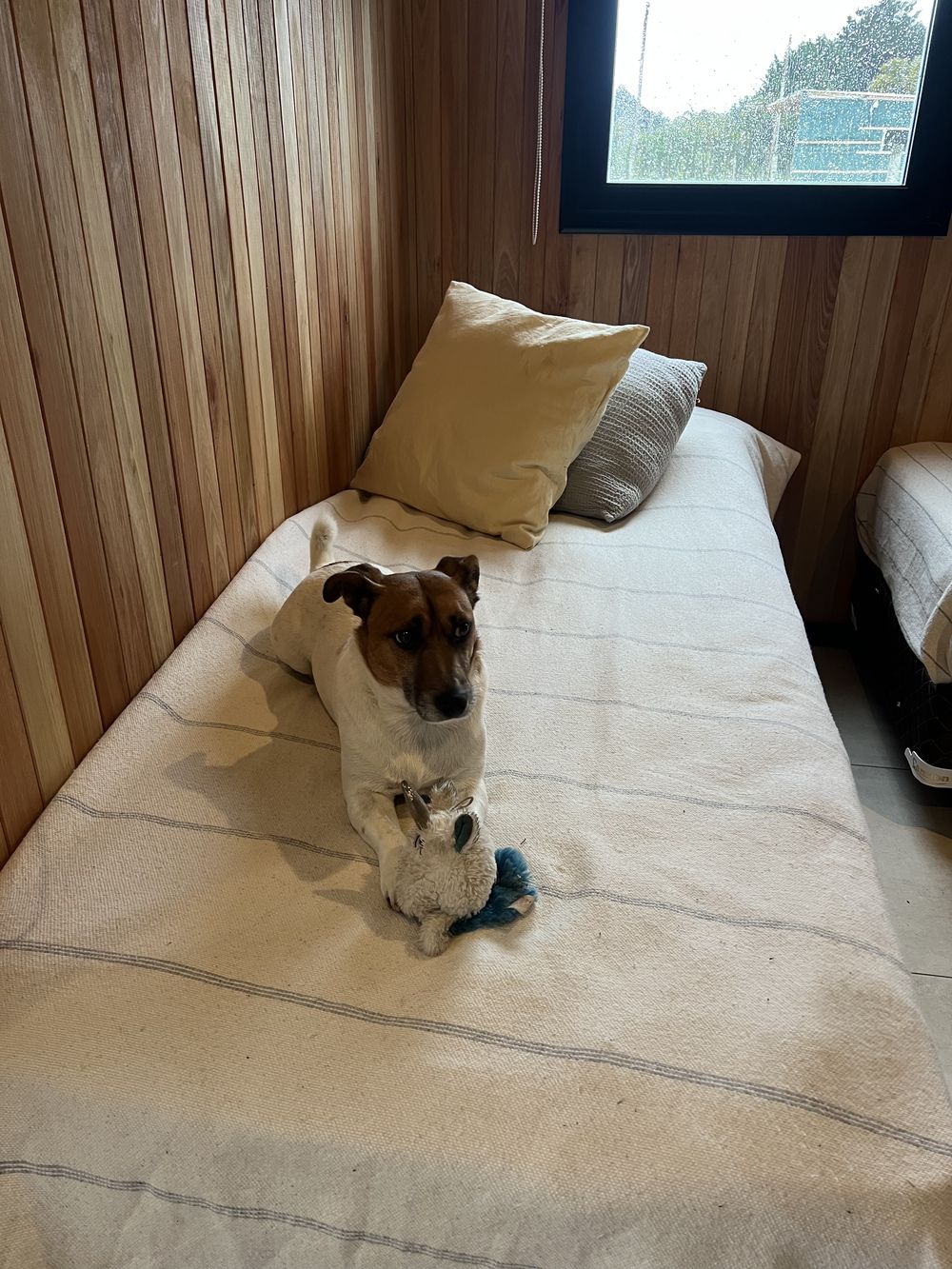 Un perro descansando en una de las camas